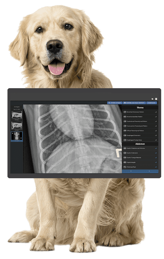 Veterinary X-ray in Dubai