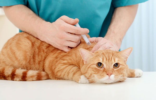 Cat Vaccination in Dubai