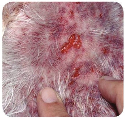 Flea Allergy Dermatitis