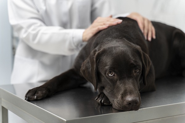 ckd dog
