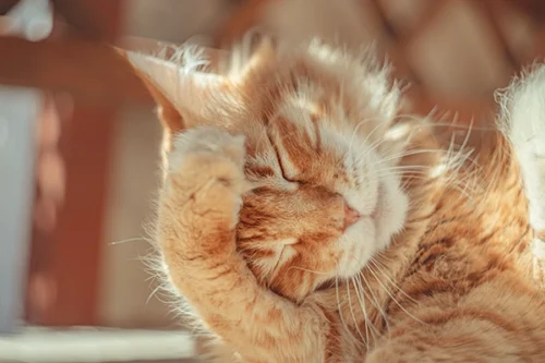 Cat itchy