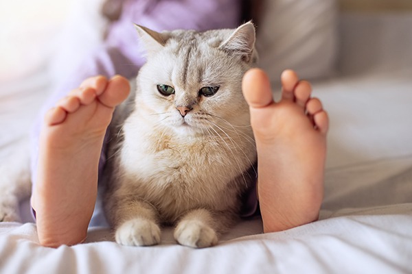 Cat between legs