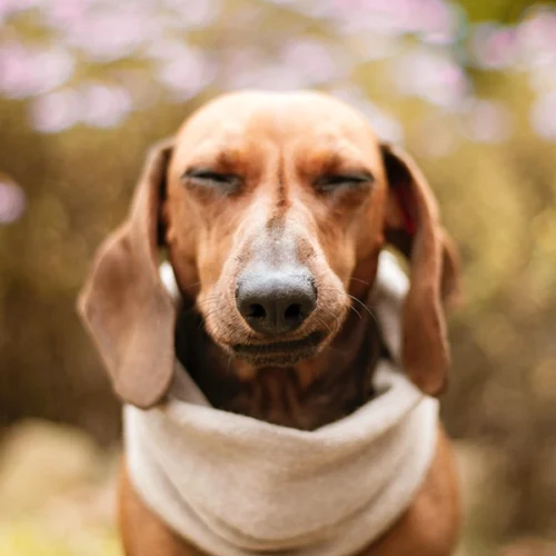 dachshund-dog