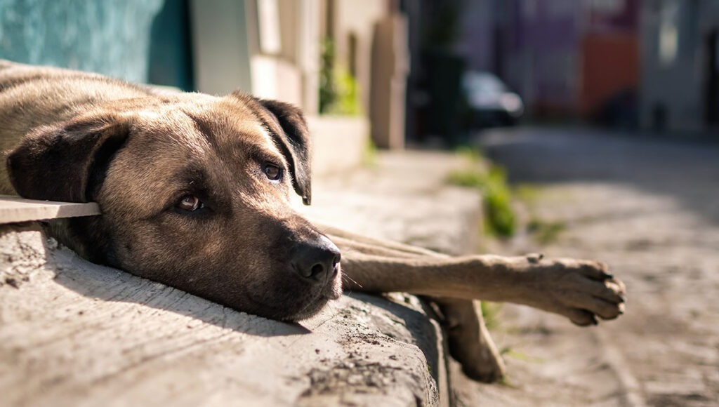 dog with sad eyes